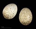 * Nomination eggs of spectacled warbler (orbitalis) - Oeufs de Fauvette à lunettes (orbitalis) --Ercé 08:39, 7 November 2023 (UTC) * Promotion  Support Good quality. --Alexis Lours 09:27, 7 November 2023 (UTC)