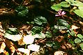 Cyclamen purpurascens.jpg