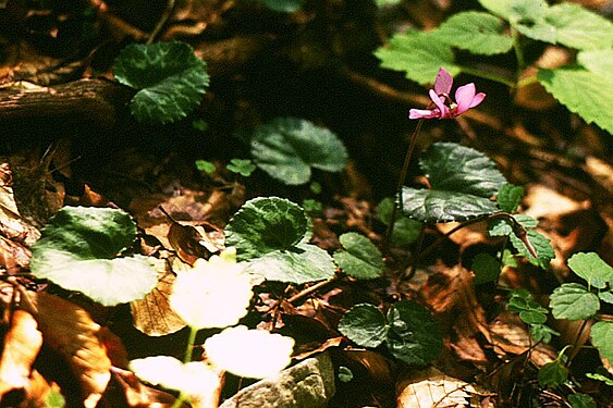 Cyclamen purpurascens.jpg