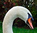 * Nomination Mute swan (Cygnus olor) in Colmar (Haut-Rhin, France). --Gzen92 07:58, 9 November 2022 (UTC) * Promotion  Support Good quality. --Drow male 12:38, 9 November 2022 (UTC)