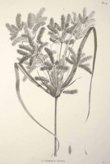 Cyperus sho'ng'iydi 48815.png