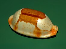 A shell of Bistolida stolida from Philippines, lateral view, anterior end towards the right Cypraea stolida - Philippines-2.JPG