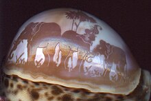 A cameo carved into the dorsum of a shell of the tiger cowry, Cypraea tigris Cypraea tigris carved.jpg