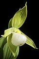 Cypripedium cordigerum