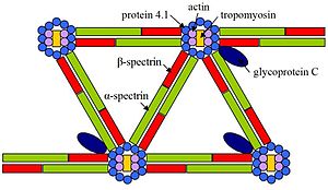 A schematic diagram representing the relationships between cytoskeletal molecules as relevant to hereditary elliptocytosis. Cytoskeleton (Elliptocytosis).JPG