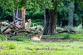 Dülmen, Wildpark, Damwild -- 2021 -- 9018.jpg