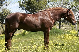 Lusitano Horse breed from Portugal