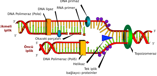 DNA replication tr.svg