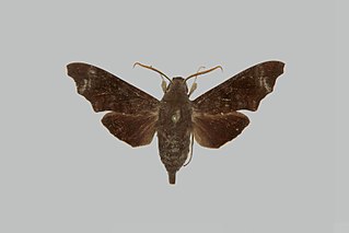 <i>Dahira viksinjaevi</i> Species of moth