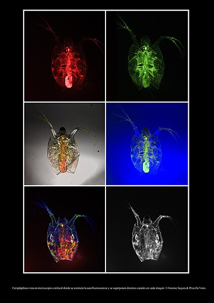 Specimen of Daphnia with autofluorescence observed under a confocal microscope in different channels. This specimen was not stained, allowing the natural fluorescence from its interior, which includes chlorophyll from its diet, to be visualized. Photos by Brandon Antonio Segura Torres & Priscilla Vieto Bonilla