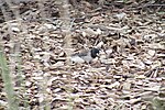 Thumbnail for File:Dark-eyed junco (Junco hyemalis) 7265.jpg