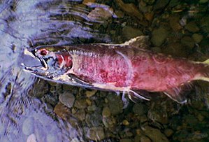 Coho Salmon