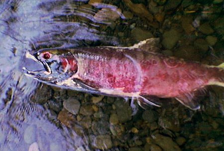 Tập tin:Dead salmon in spawning season.jpg