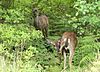 Deer on Lummi Island