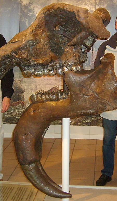 Deinotherium giganteum Eppelsheim