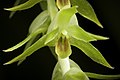 Dendrochilum latifolium