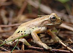 Description de l'image Dendropsophus padreluna.jpg.