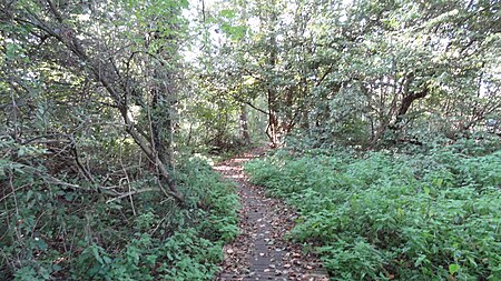 Denham Lock Wood path