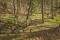 * Nomination "Sambachgraben" stream in "Nesselsee" natural forest reserve --Plozessor 05:04, 29 February 2024 (UTC) * Promotion  Support Good quality. --JoachimKohler-HB 06:06, 29 February 2024 (UTC)