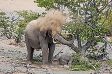 Female spraying sand to keep cool while standing guard over her calf, Damaraland, Namibia Desert elephant (Loxodonta africana) spraying sand.jpg