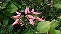 Euphorbia tithymaloides