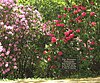 Dexter Rhododendron Garden