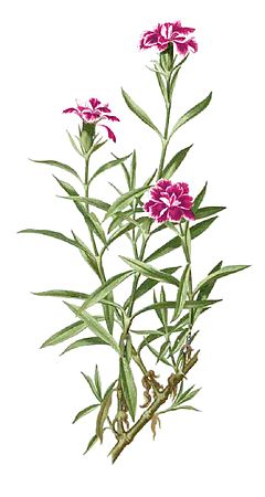 Dianthus chinensis - Wikipedia, la enciclopedia libre