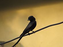 Dospělý drongo černý sedící na větvi
