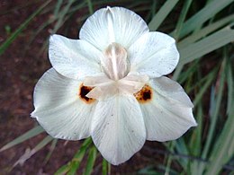 Kétlaki kaffernőszirom (Dietes bicolor)