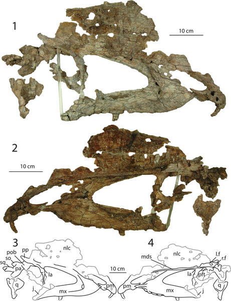 File:Dilophosaurus skull with crest.png