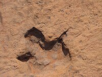 Dinosaurstracks Otjihaenamaparero Namibia.JPG