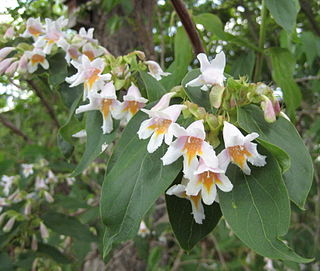 <i>Dipelta floribunda</i> Species of flowering plant in the family Caprifoliaceae