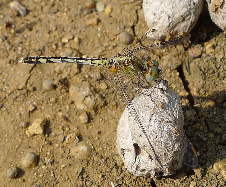 File:Diplacodes trivialis. Female - Flickr - gailhampshire.jpg