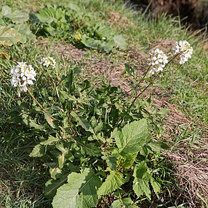 Rocket-like double seed (Diplotaxis erucoides)