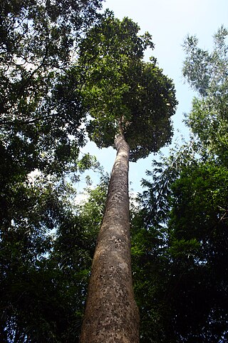 <i>Dipterocarpus zeylanicus</i> Species of tree