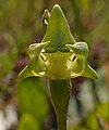 Disperis cucullata flower