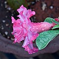 * Nomination Double-petal pink Adenium obesum (grafted), side view. Focus stack of 8 images. --Tagooty 13:02, 9 April 2022 (UTC) * Promotion Partly blurred and noisy background, fixable? --F. Riedelio 06:52, 11 April 2022 (UTC)  Done NR and sharpening. @F. Riedelio: Please see the new version. --Tagooty 13:13, 11 April 2022 (UTC)  Support Good quality now. --F. Riedelio 06:20, 12 April 2022 (UTC)