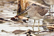 Dowitcher - natures pics.jpg