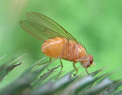 Drosophila melanogaster, commonly used as a model organism Drosophila-melanogaster-Nauener-Stadtwald-03-VII-2007-12.jpg