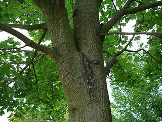 Дерево з подвійною вершиною