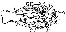 EB1911 Gastropoda - Phyllirhoë bucephala.jpg