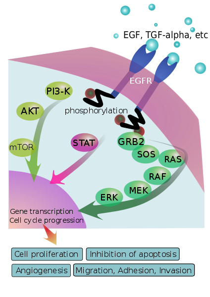 File:EGFR signaling pathway.svg