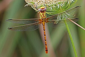 Το είδος Erpetogomphus designatus