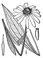 Echinacea.angustifolia03.jpg