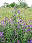 Echium plantagineum