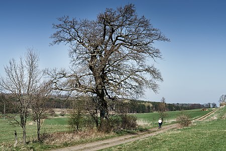 Oak in the Cross Meadow