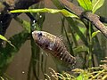 Thumbnail for Banded pygmy sunfish