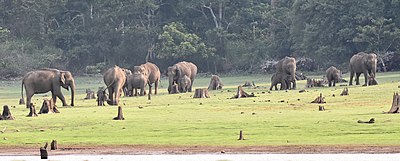 Elephant herd on the bank of the Kabini reservoir Elephant Herd Nagarhole Karnataka Apr22 D72 23799.jpg