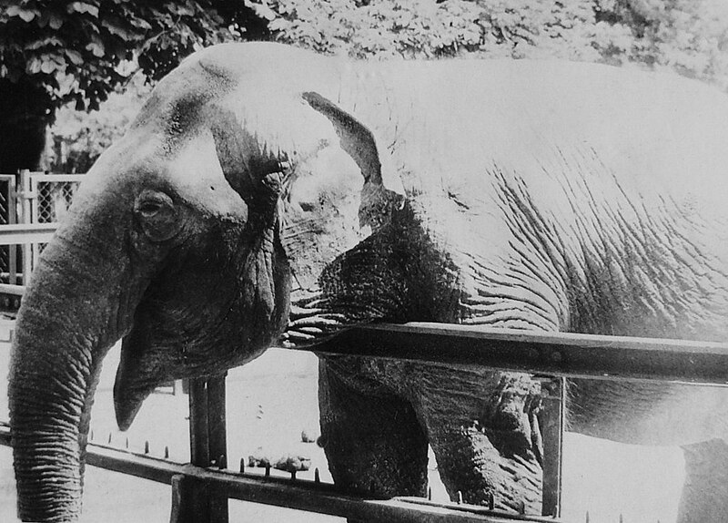 File:Elephant Kinga Poznan ZOO.JPG