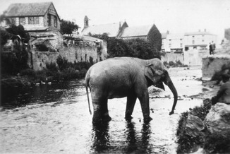 In 1930 vluchtte een olifant de rivier in tijdens het ontmantelen van een kermis.